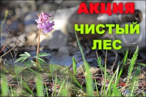 Акция «Чистый лес» пройдёт в Беларуси 7 октября