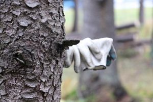 Акция «Чистый лес» проходит в Беларуси