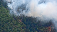 В Беларуси с начала года произошло 132 лесных пожара