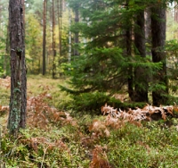 Беларускія распрацоўкі ў галіне лесаводства цікавыя за мяжой — латвійскі вучоны