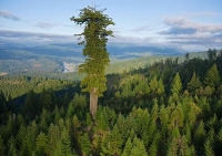 Супер-деревья, занесенные в книгу рекордов Гиннеса