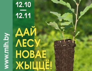 &quot;Дай лесу новае жыццё!&quot;. Мінлясгас правядзе акцыю па аднаўленні ветравальна-бураломных участкаў