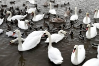 Белорусам предлагают поучаствовать в подсчете водоплавающих птиц