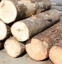 The largest annual auction of timber for processing held at BUCE