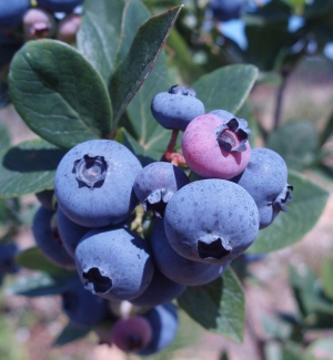 Blueberry to North Ossetia